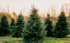 5 farms to pick your perfect Christmas tree