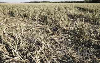 How wild relatives of commercial wheat crops could hold key to tackling worsening climate impacts