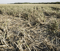 Study: UK food prices set to remain high as global climate impacts worsen