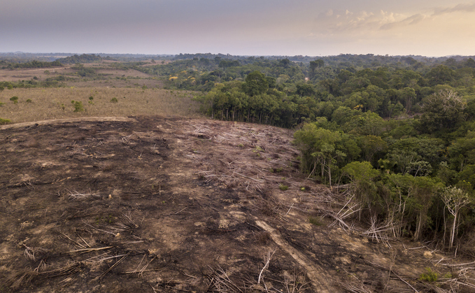 Deforestation rates in the Amazon have fallen sharply in the past year / Credit: IStock