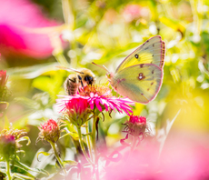 'A turning point for nature and society': Dramatic adoption of EU Nature Restoration Law paves way for green policy overhaul