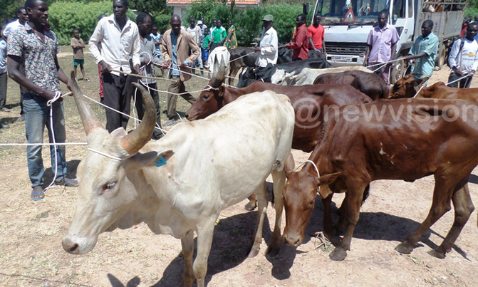 Govt in move to review restocking programme Govt in move to review restocking programme