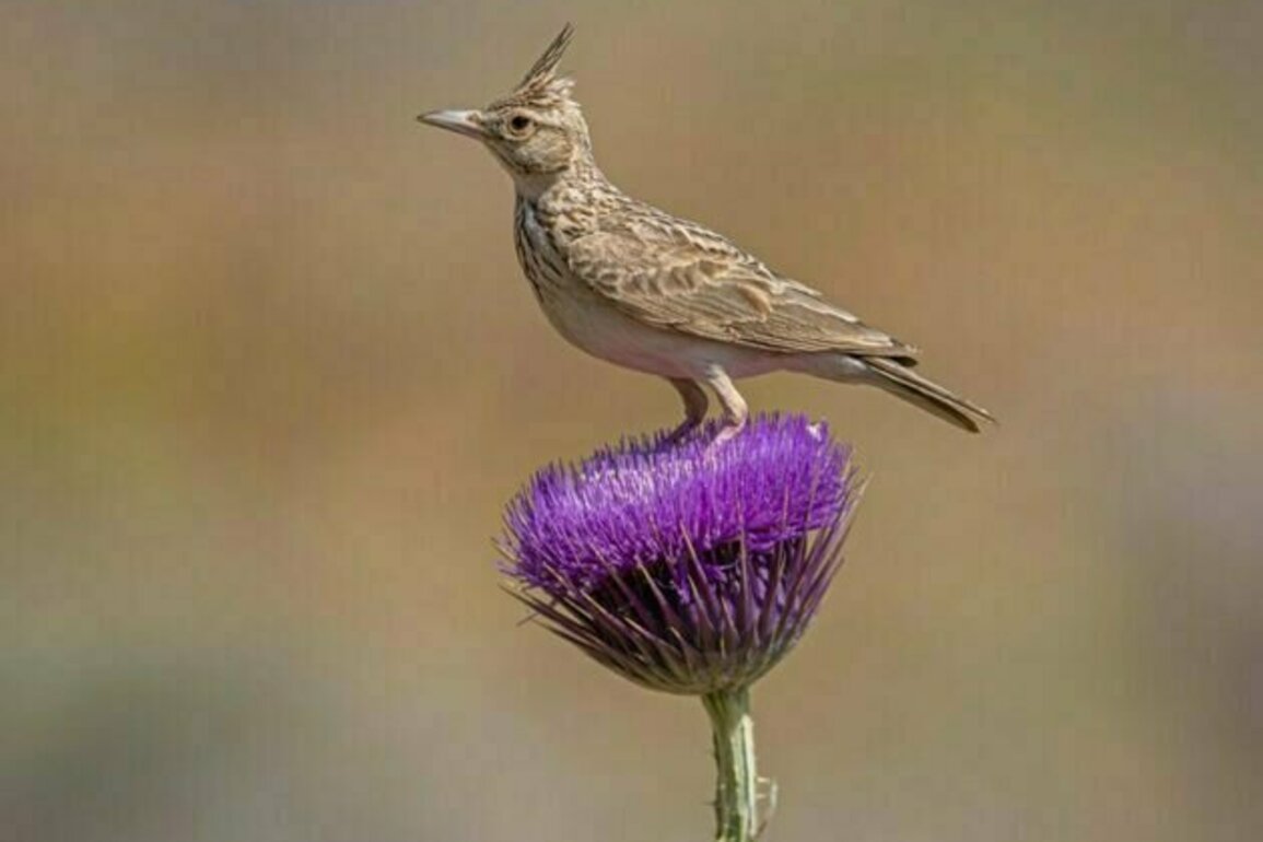 Iran's nature is under threat - here's how better environmental stewardship can save it