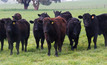 Healthy pasture produces healthy beef