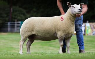 Sales round up: Strong trade for spring lambs, Edstaston Charollais to £5,100, Summer Sizzlers hit £4,300