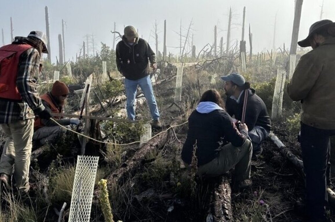 New Mexico begins building back its burned forests 