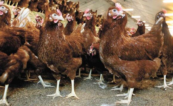 Avian Flu identified at Kent farm