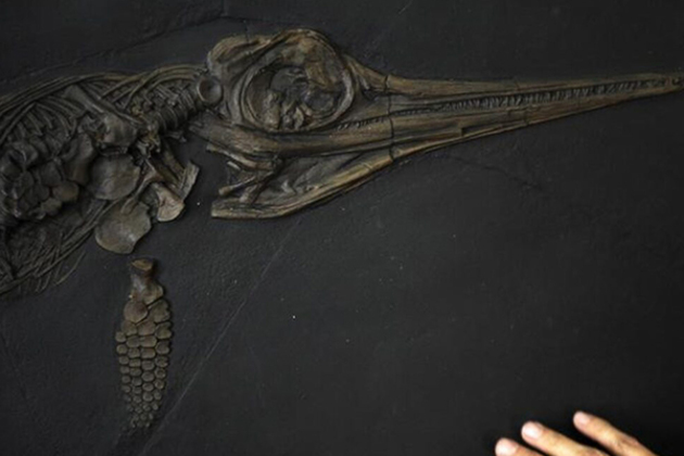 Fossils of unexplored marine lizards species from Jurassic era discovered in Germany