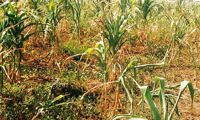 Tough times as drought hits Kasese farmers Tough times as drought hits Kasese farmers