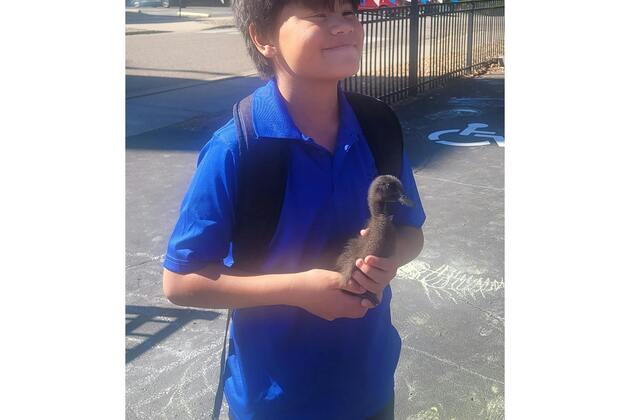 Vang- In this chaotic world, my family and I have found comfort and joy in ... our pet ducks