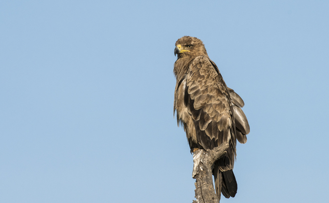 The steppe eagle is among the migratory species that has become more engangered in recent decades | Credit: iStock