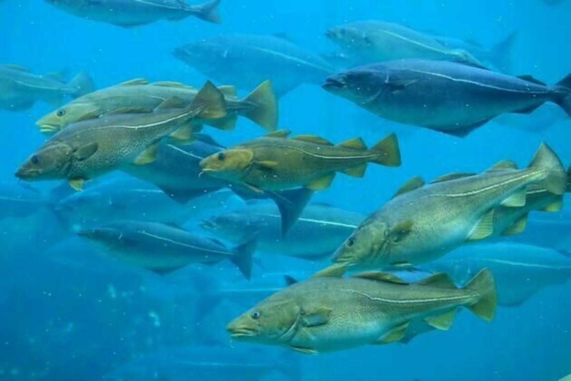 How climate change is making Europe's fish move to new waters