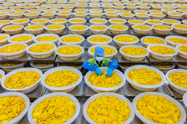LensToLens | Sweetness of Cambodian mangoes shared by Chinese people