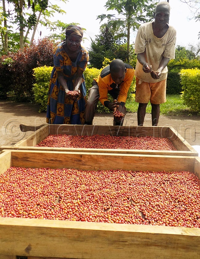  abeja and family based in woya district show off the coffee harvest which they hope to sell soon