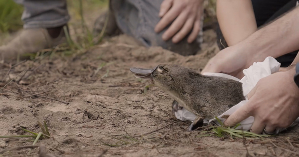 Peabody pays for more platypuses to go home