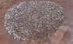 The gold concentrate after processing on the shaking table at the end of the mill demonstration test