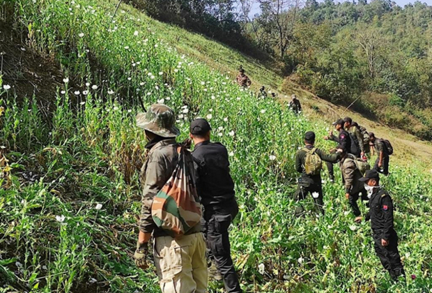 Manipur: Security forces destroy 35 acres of poppy cultivation in Kangpokpi