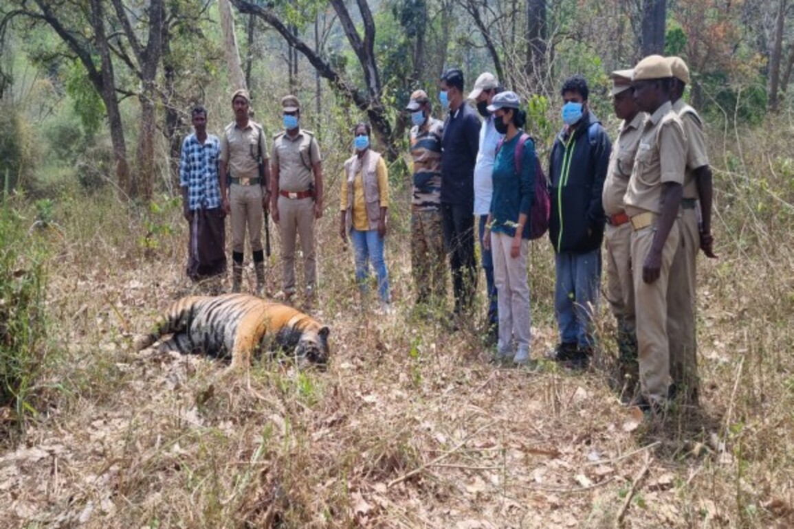 Tamil Nadu: Male tiger found dead in Nilakottai Forest Reserve
