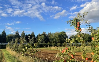 Introduction of agroforestry creating resilience for organic vegetable farmer