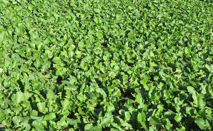 Is it too dry to drill forage and cover crops?