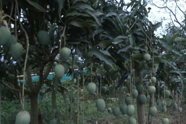 Tripura: Gandatwisa emerges as mango farming hub with exotic blobal varieties
