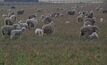 Increasing the sheep flock in WA