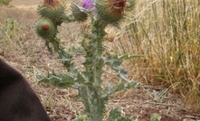 Alert issued over invasive weed