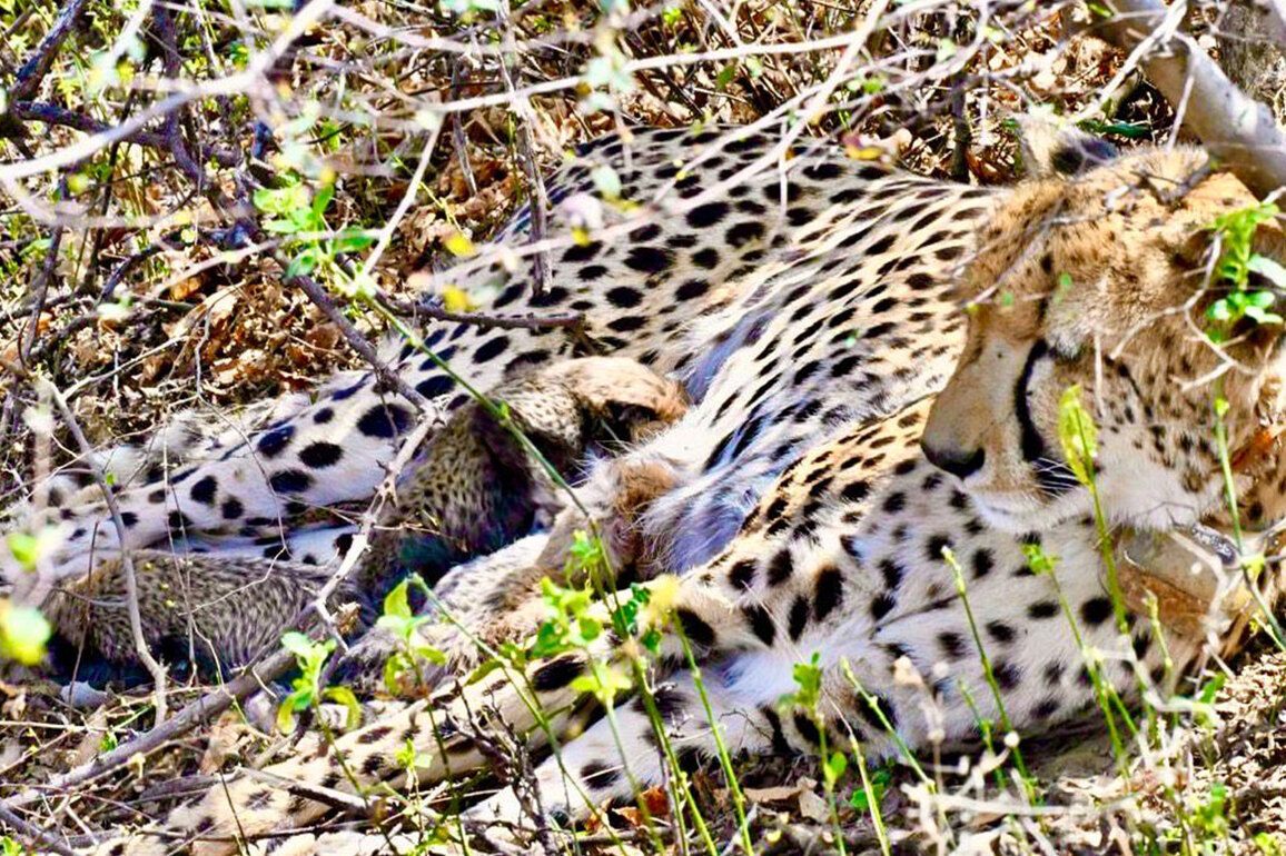 Indian-born Cheetah gives birth to 4 cubs in wild at Kuno National Park in Madhya Pradesh