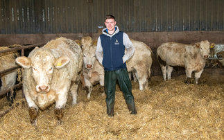 Cumbrian young farmer making his mark with pedigree cattle 