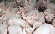 Defra's pig contracts review fails to cover whole supply chain