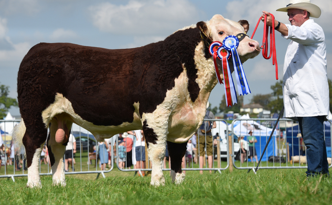 Welsh Black reigns champion at Kington show