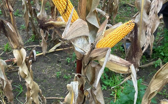 Grain maize is typically ready to harvest six weeks after silage