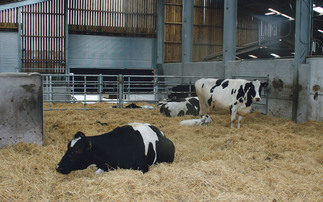 Milk fever prevention: How dairy farmers can cut cases and improve cow health