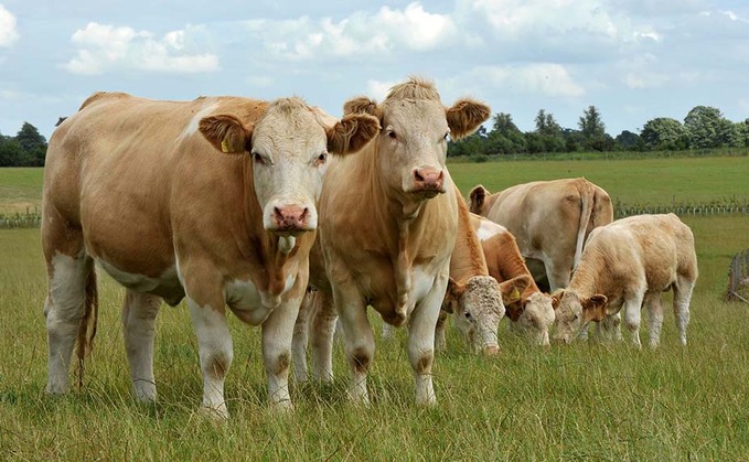 China bans British beef over single BSE case