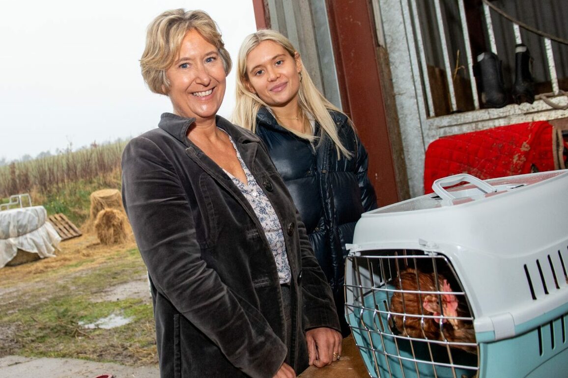 Gallery- Hens escape slaughterhouse at Stonehaven event