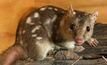 The endangered Northern Quoll.
