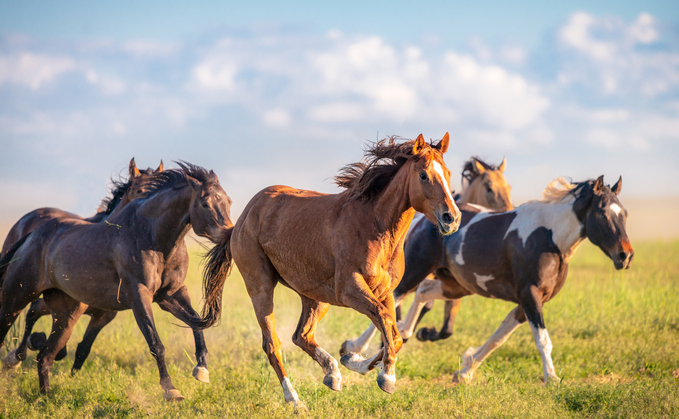 Herd behaviour: Horses galloping free in rural Utah, USA. Photo: George Clerk via iStock