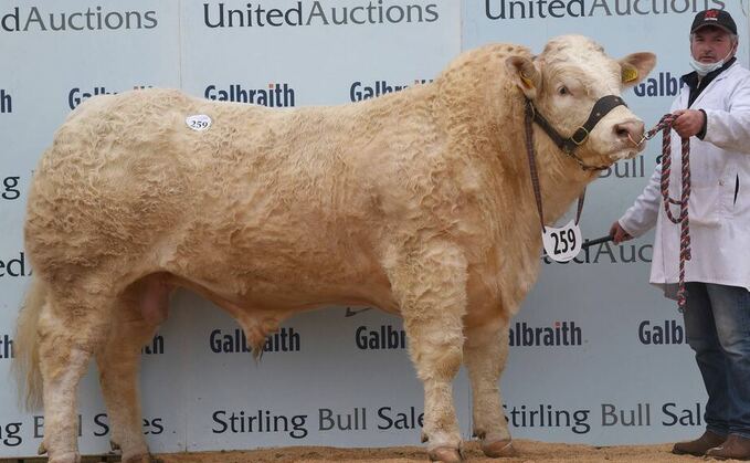 Ballinlare herd leads Stirling Charolais trade at 16,000gns