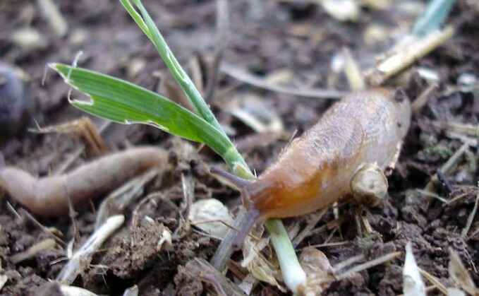 Damp conditions have contributed to larger slug numbers