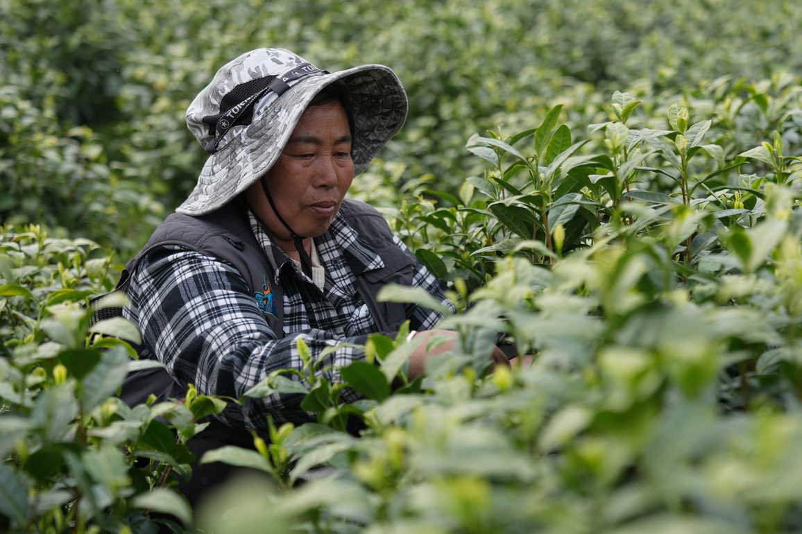 (ZhejiangPictorial) CHINA-ZHEJIANG-ANJI-WHITE TEA (CN)