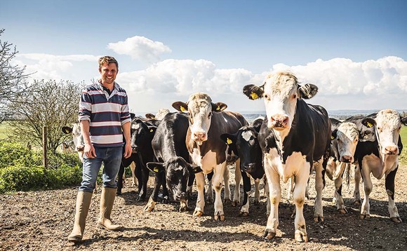 Beef from retired dairy cows proves successful on organic farm