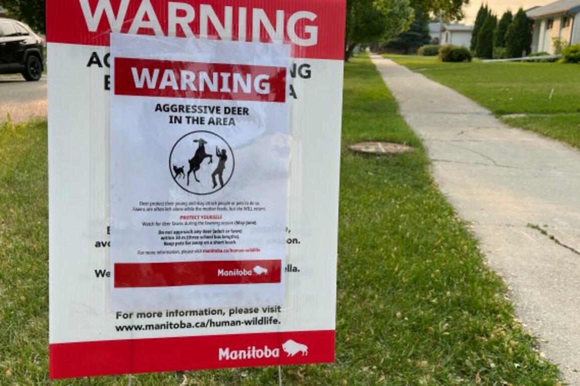 Oh, deer- West Winnipeg residents warned of aggressive animal