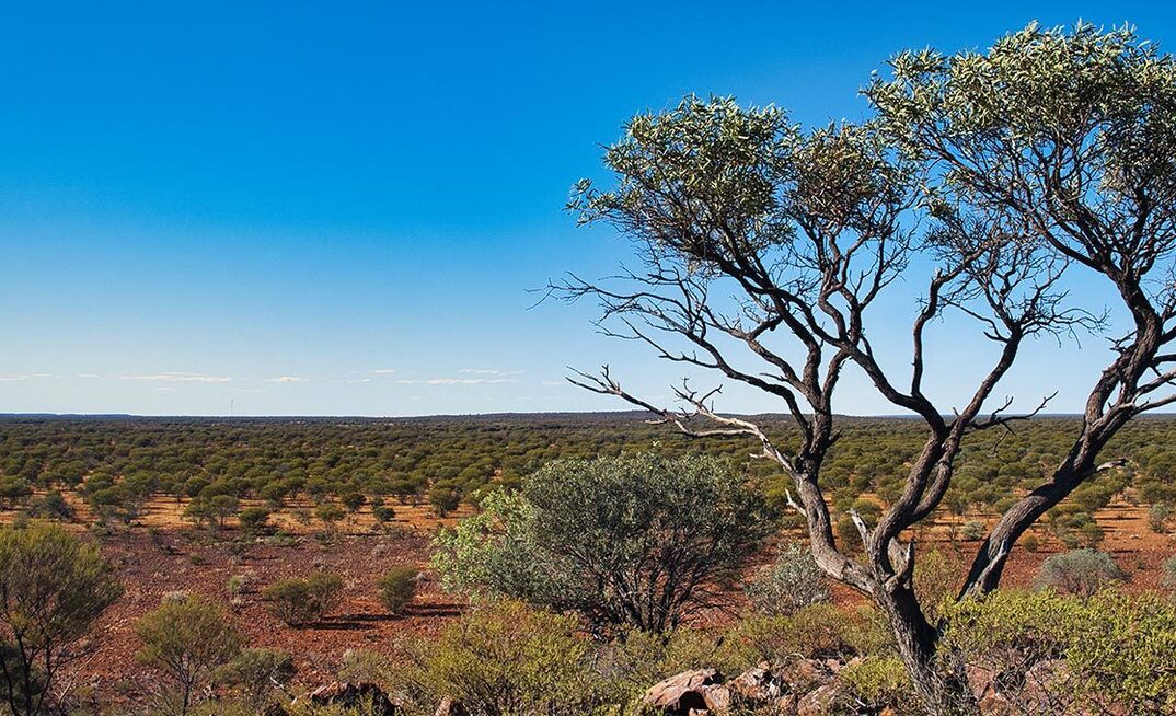 Latitude off to good gold start with Laverton Dogs