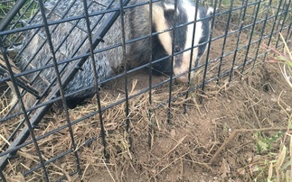 Farmcare Solutions awarded badger vaccination contract