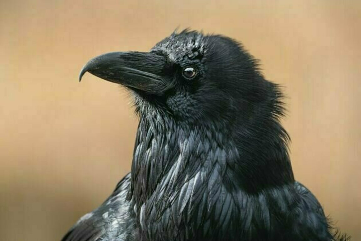 Mythical, slippery, shapeshifting: Grief is the Thing With Feathers transforms tragedy into literature