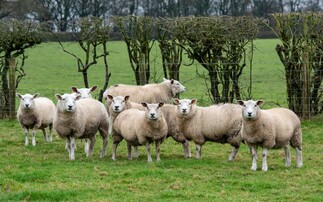 'No excuse' for unfair Northern Irish lamb price