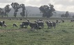  Agriculture Victoria says to be prepared for flystrike in sheep as warmer weather approaches. Picture Mark Saunders.