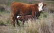 Fertility findings boost herd rates