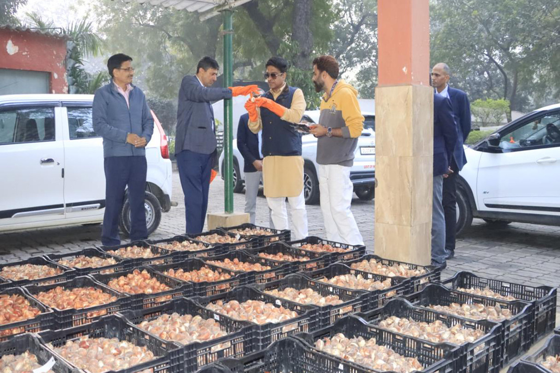 NDMC's green initiative: 2.60 lakh tulip bulbs to be planted in New Delhi