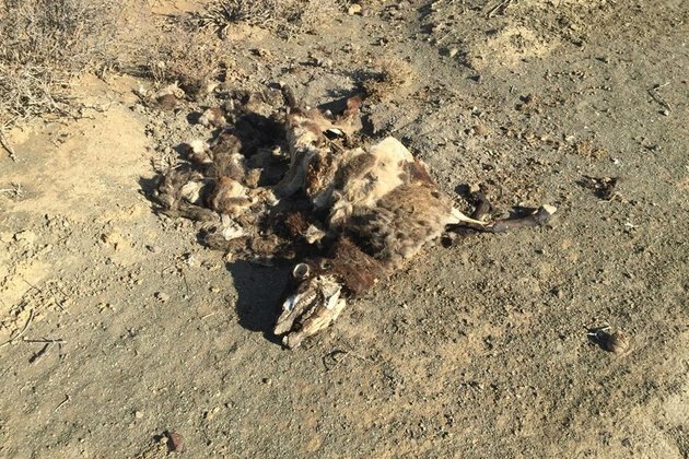 WATCH | Emerging farmers battle devastating drought in Northern Cape